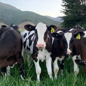 Meet your Posher, Piper